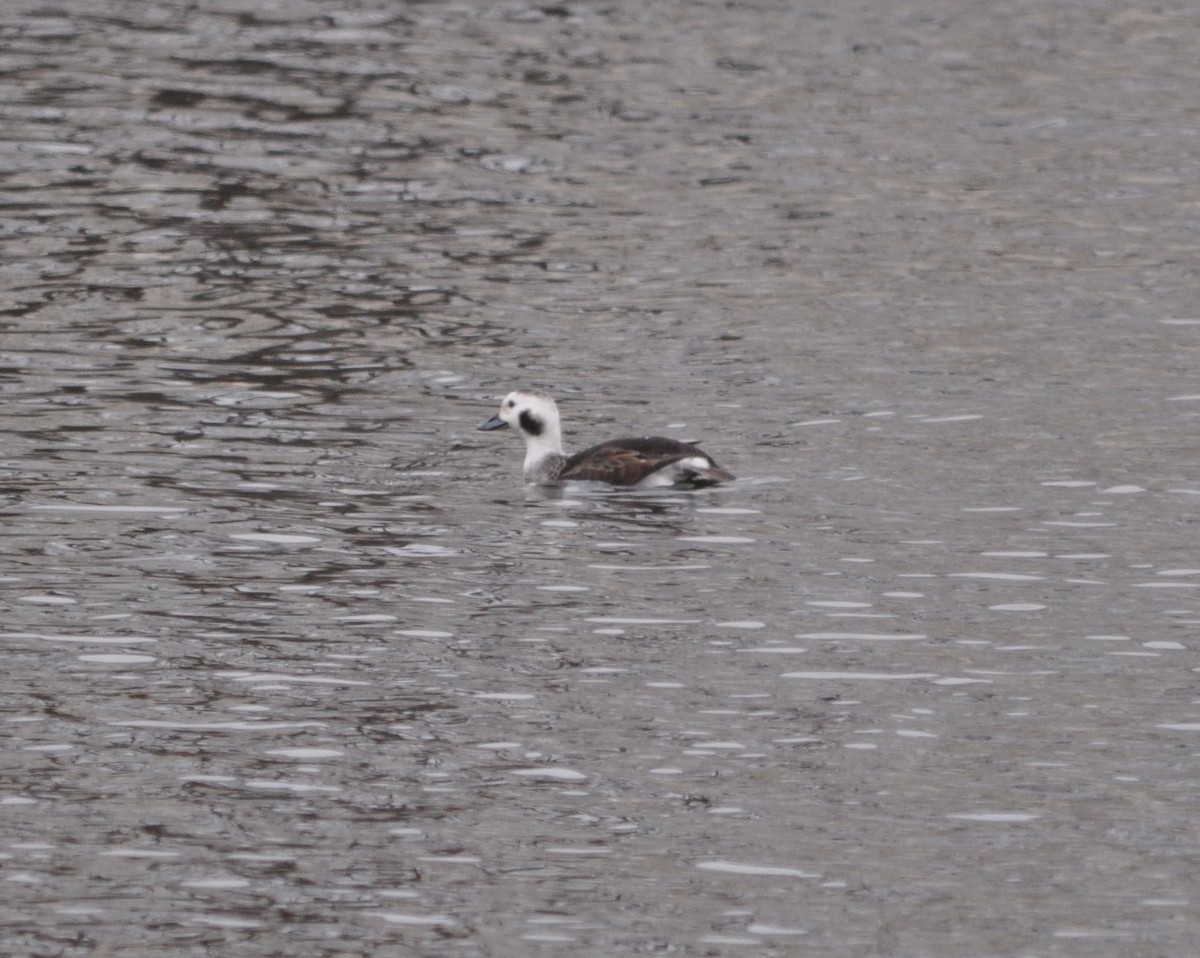 ebird-checklist-1-jan-2024-thunder-bay-river-holiday-inn-3-species