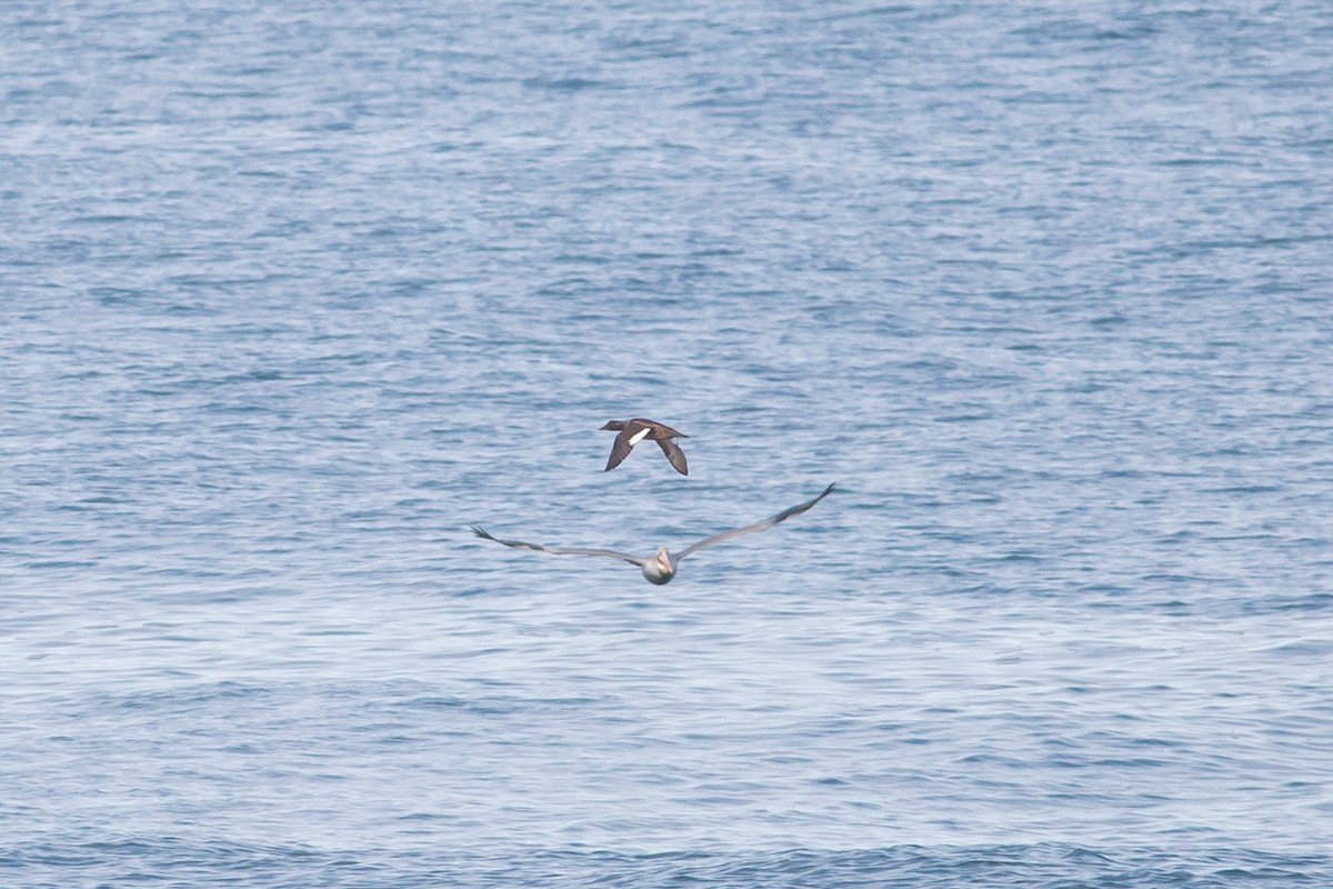 EBird Checklist 1 Jan 2024 Point La Jolla Seawatch 29 Species   1200