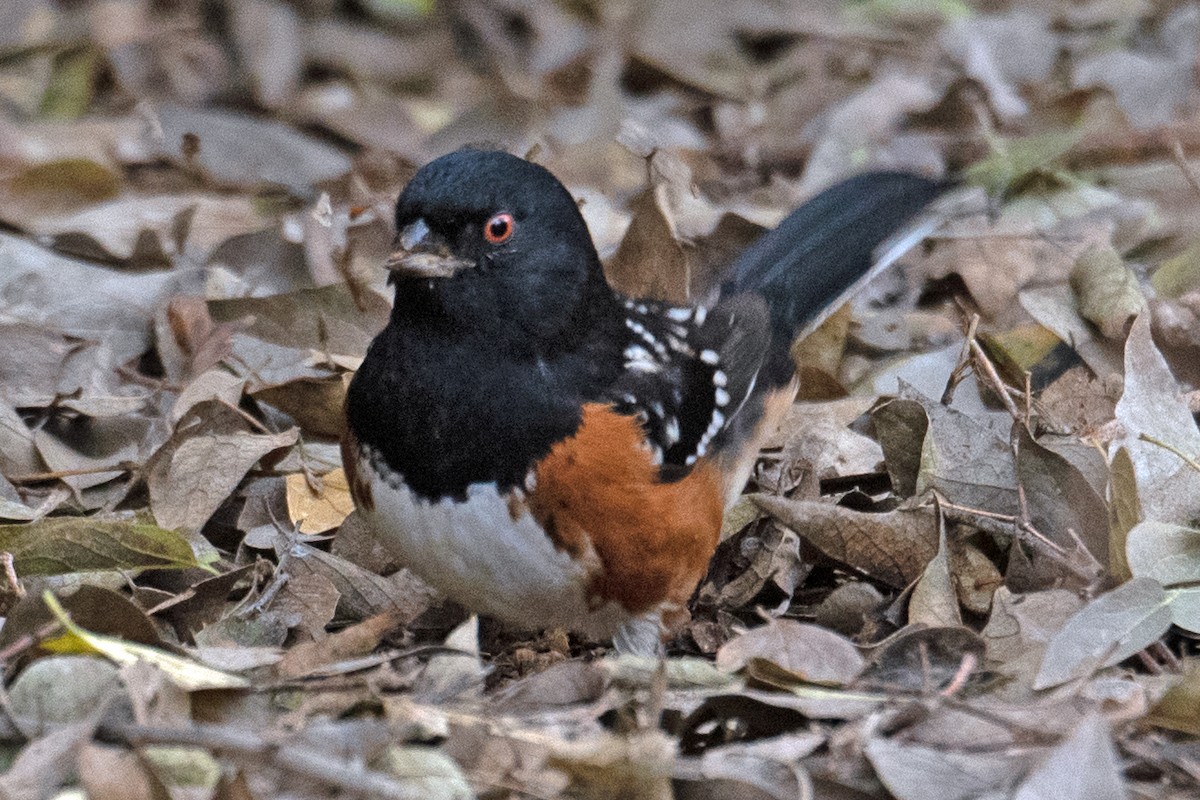 Spotted Towhee - ML612946867