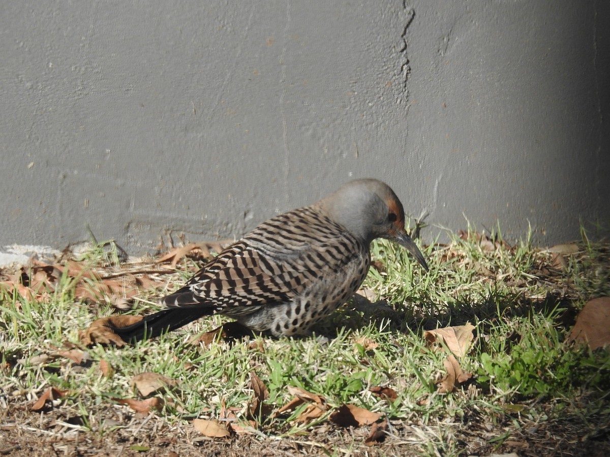 Northern Flicker (Red-shafted) - ML612946929