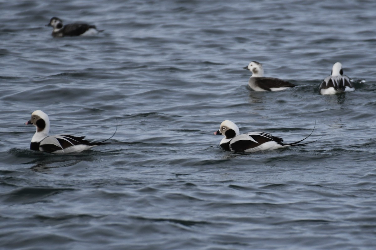 Long-tailed Duck - ML612947088