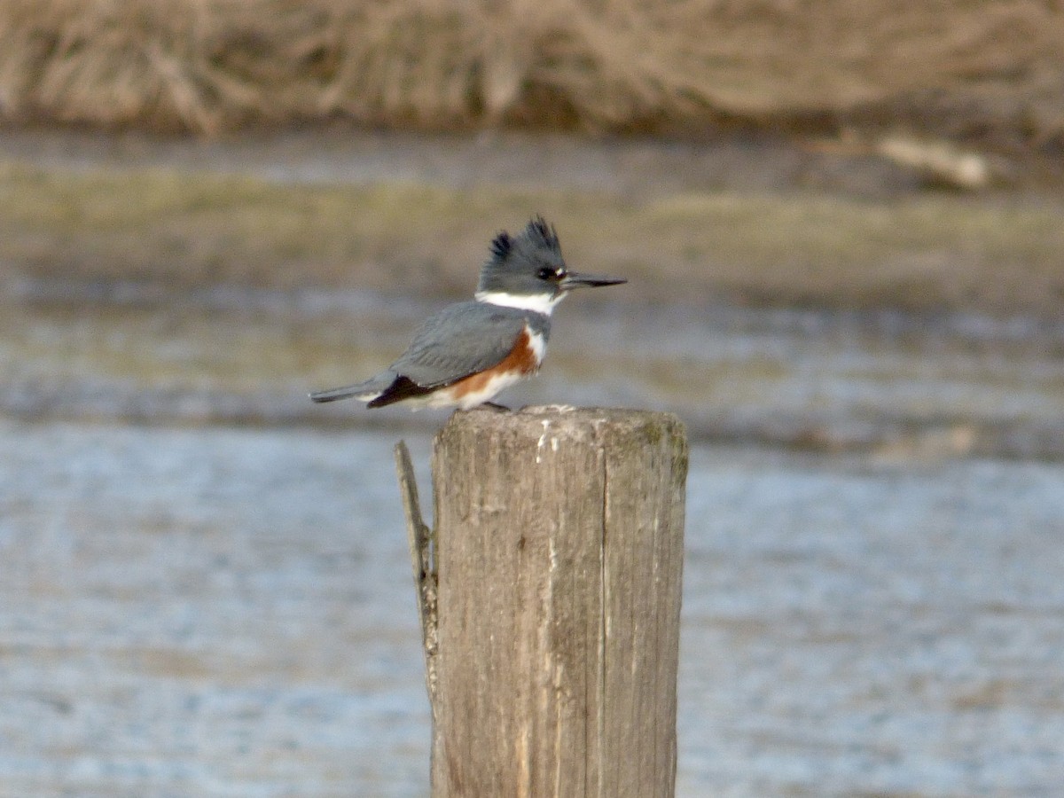 Belted Kingfisher - ML612947247