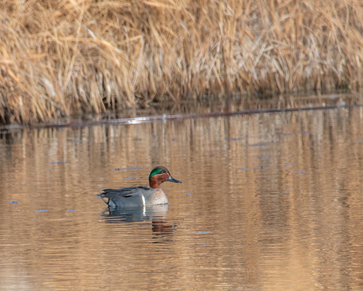 Green-winged Teal - ML612947488
