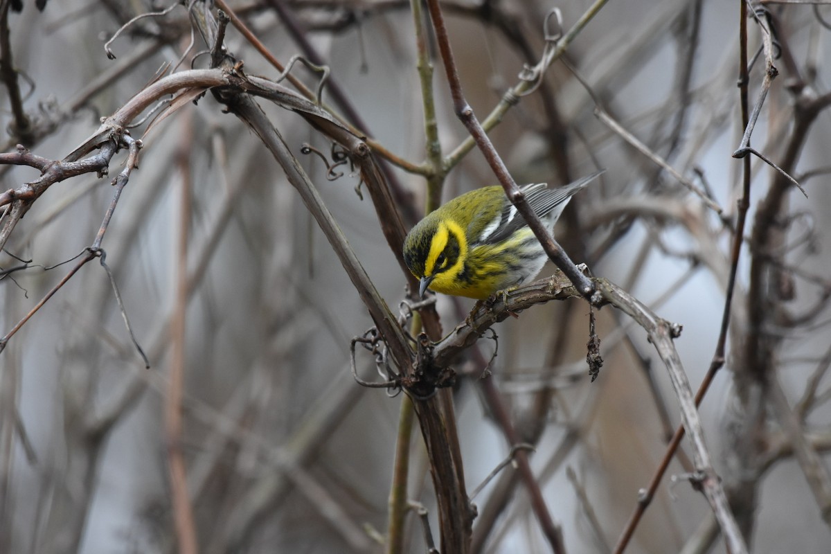 Townsend's Warbler - Jay Powell