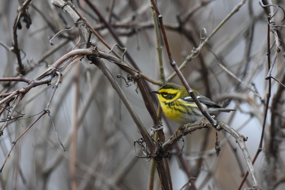 Townsend's Warbler - Jay Powell