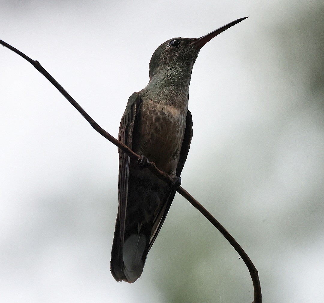Scaly-breasted Hummingbird - ML612947614