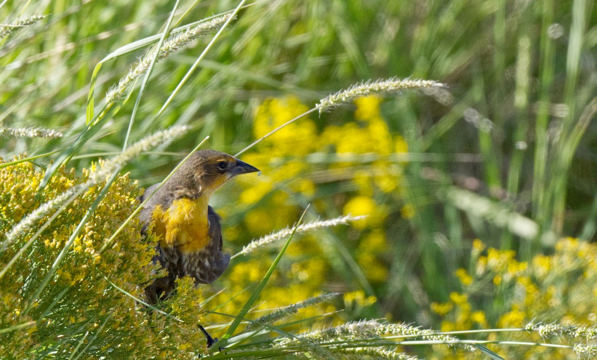 Yellow-headed Blackbird - ML612947628