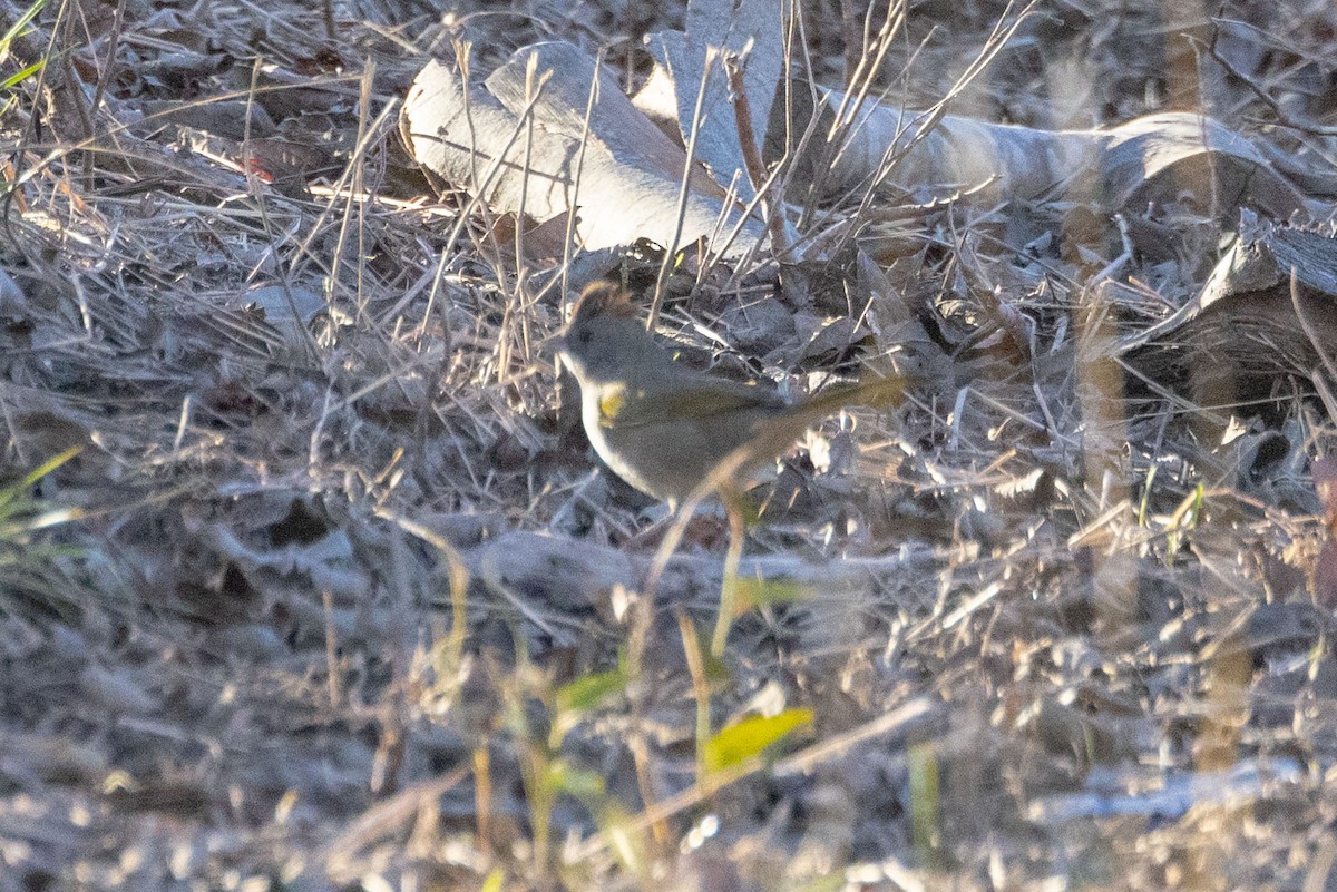 Green-tailed Towhee - Rich Kostecke