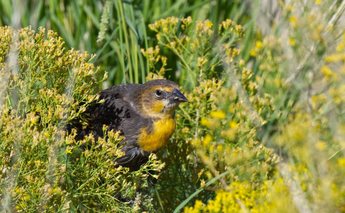 Yellow-headed Blackbird - ML612947717