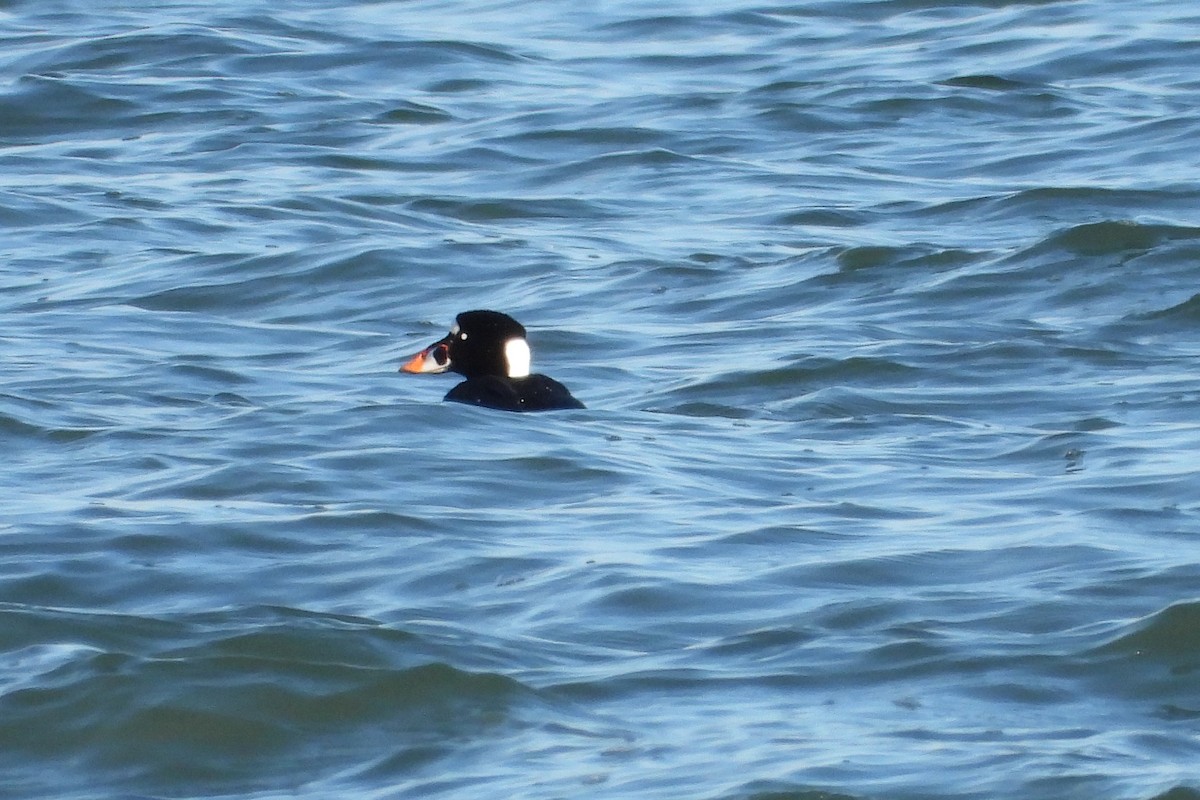 EBird Checklist 1 Jan 2024 Gooseberry Neck 22 Species   1200