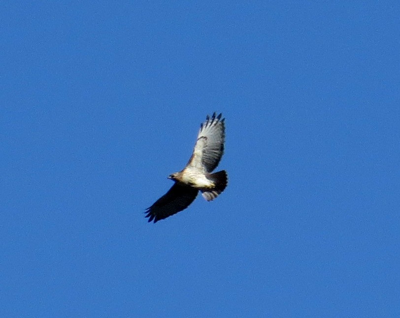 Red-tailed Hawk - ML612948540