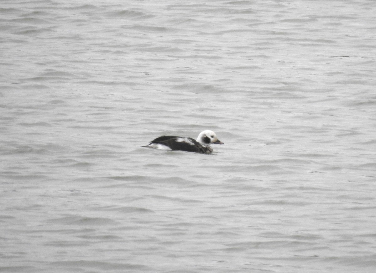Long-tailed Duck - ML612948557