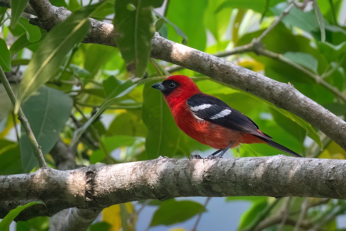 White-winged Tanager - Adam Jackson