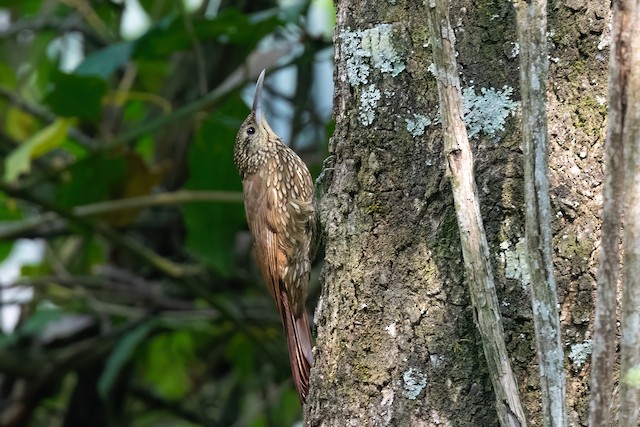 Spot-crowned Woodcreeper