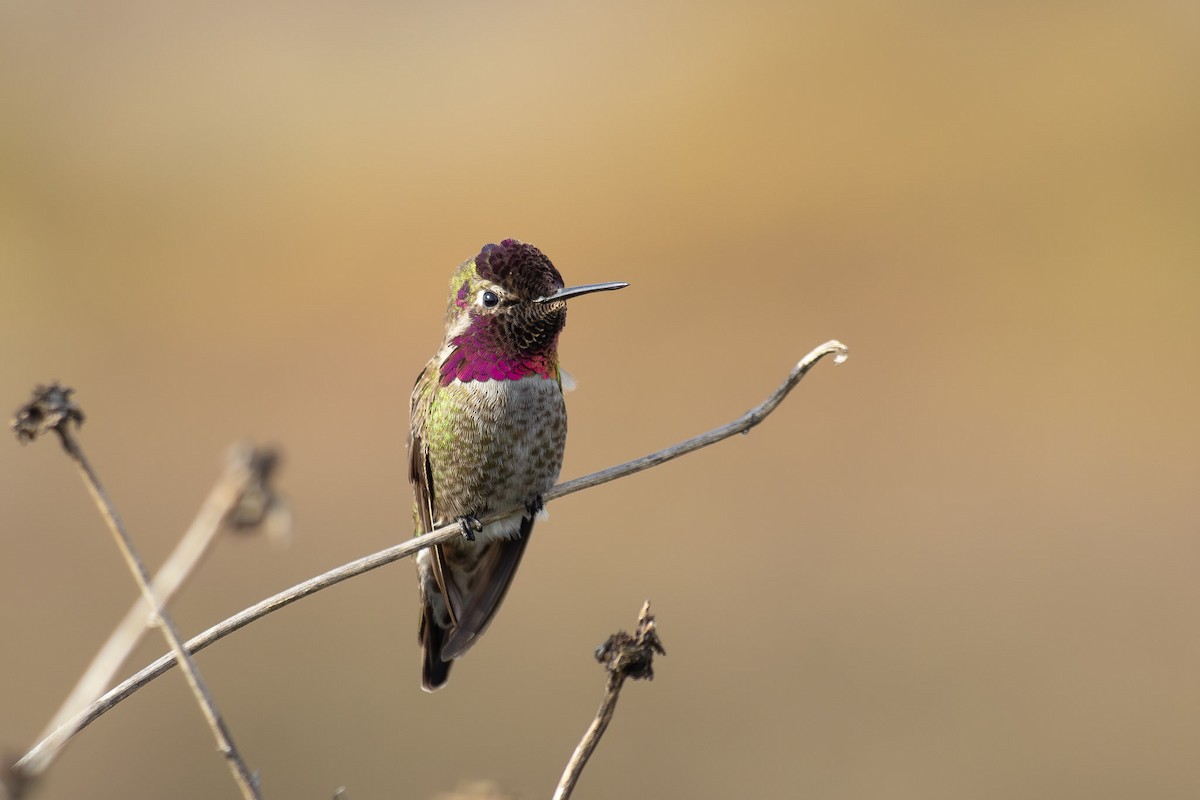 Anna's Hummingbird - ML612948599