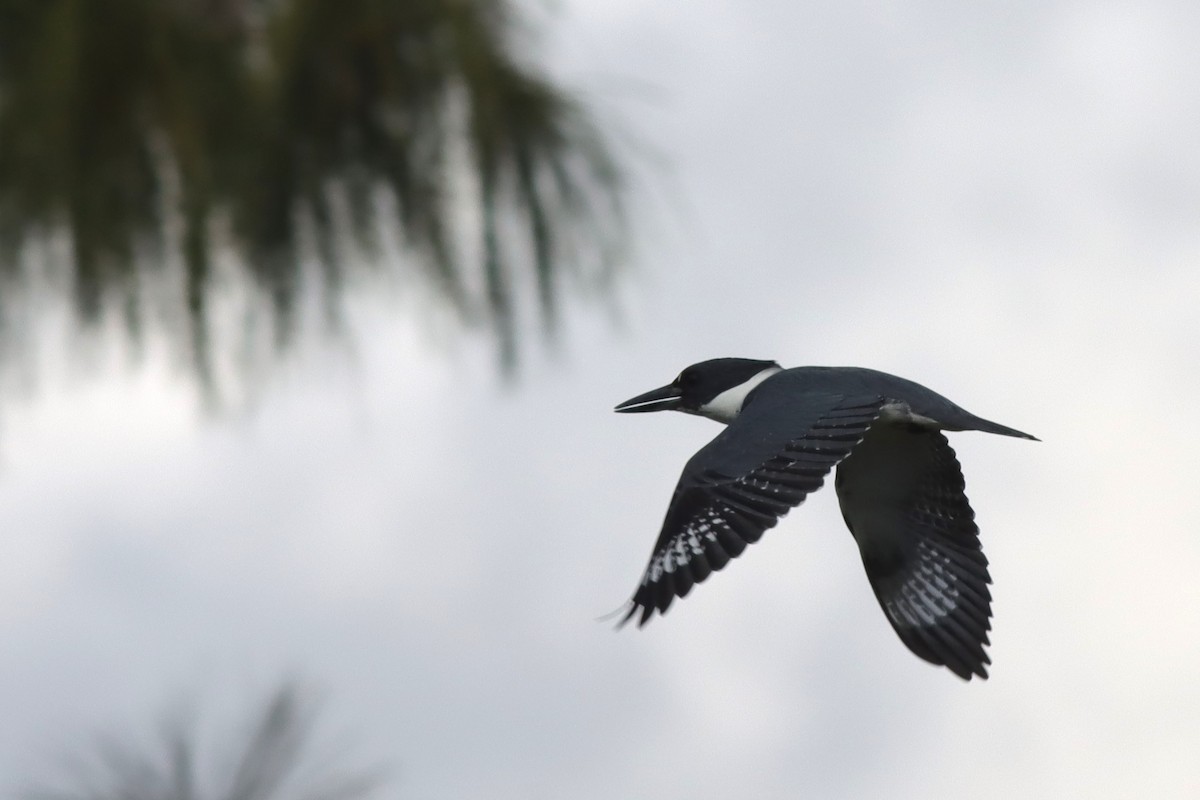 Belted Kingfisher - ML612949411