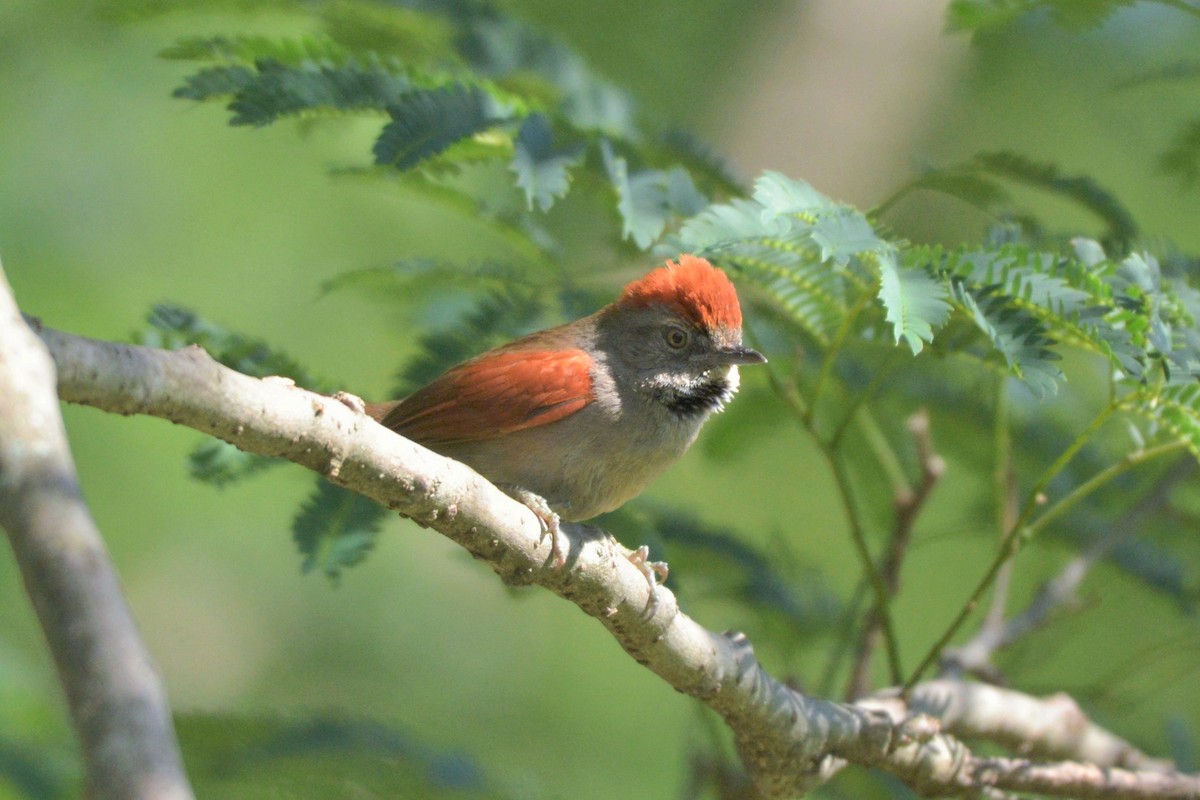 Sooty-fronted Spinetail - ML612949427