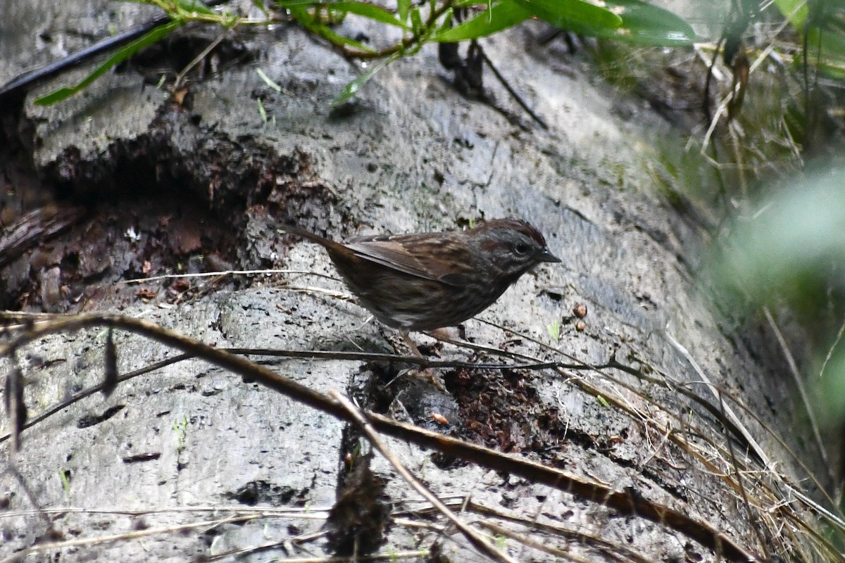 Song Sparrow (montana/merrilli) - ML612949446