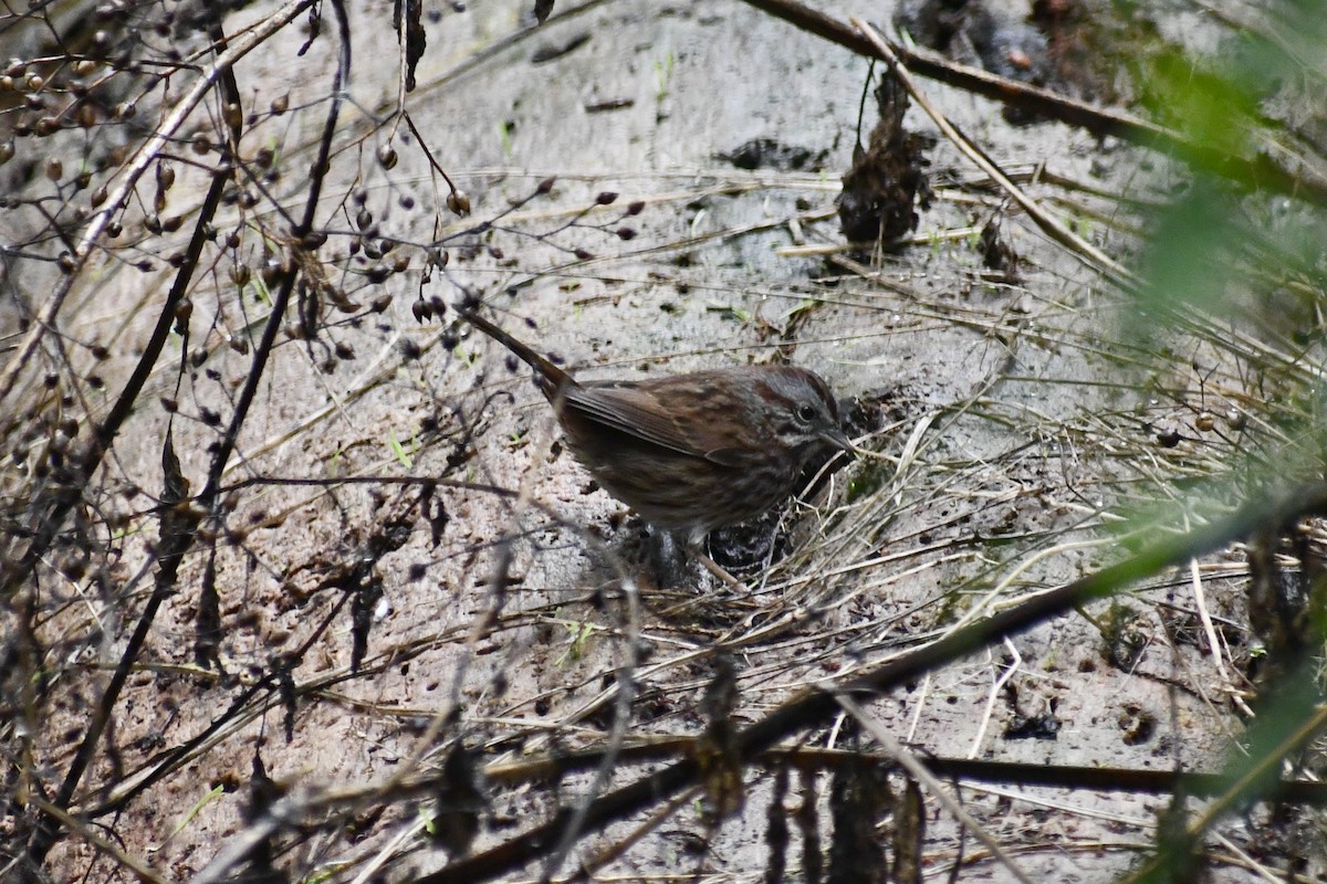Song Sparrow (montana/merrilli) - ML612949447