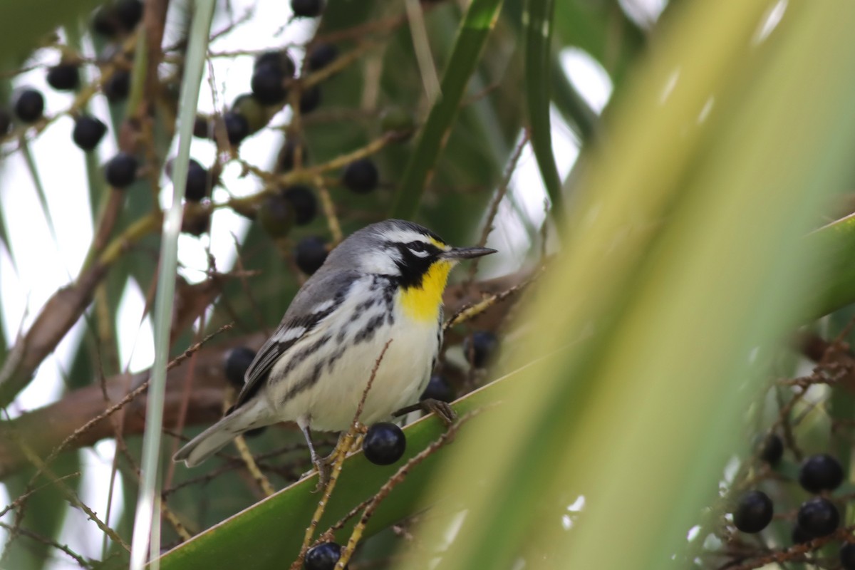 Yellow-throated Warbler - Margaret Viens