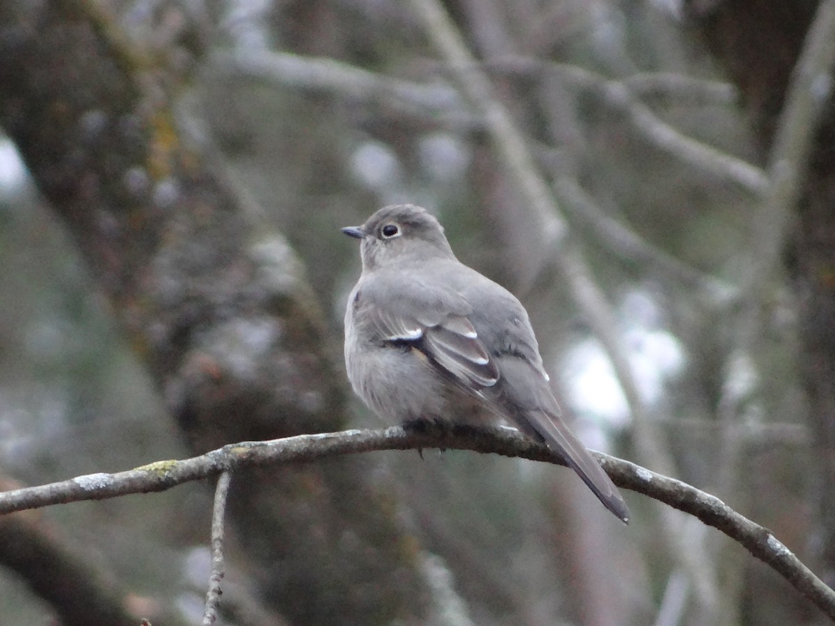 Townsend's Solitaire - ML612949494