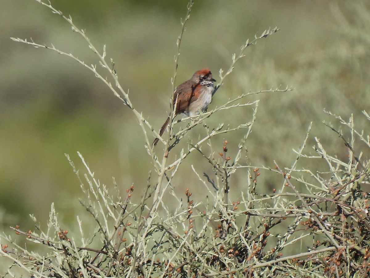 Pale-breasted Spinetail - ML612949532