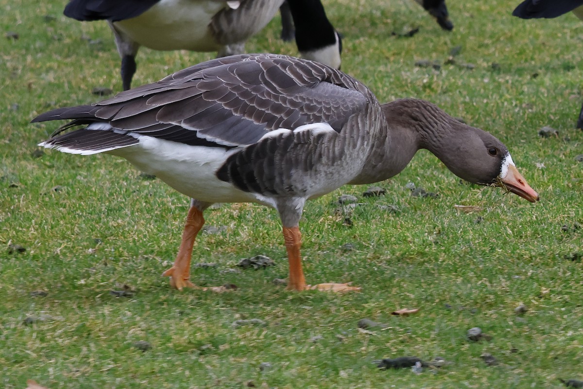 Greater White-fronted Goose - ML612949546
