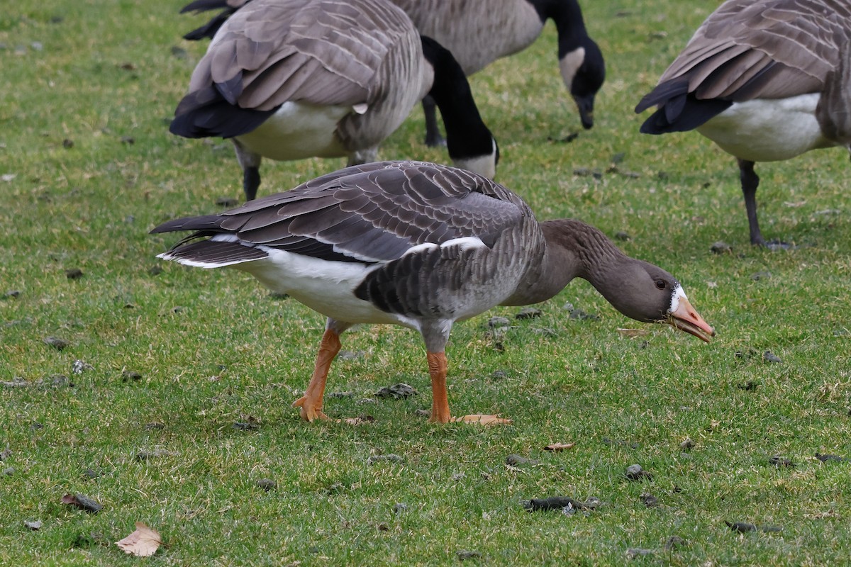 Greater White-fronted Goose - ML612949547