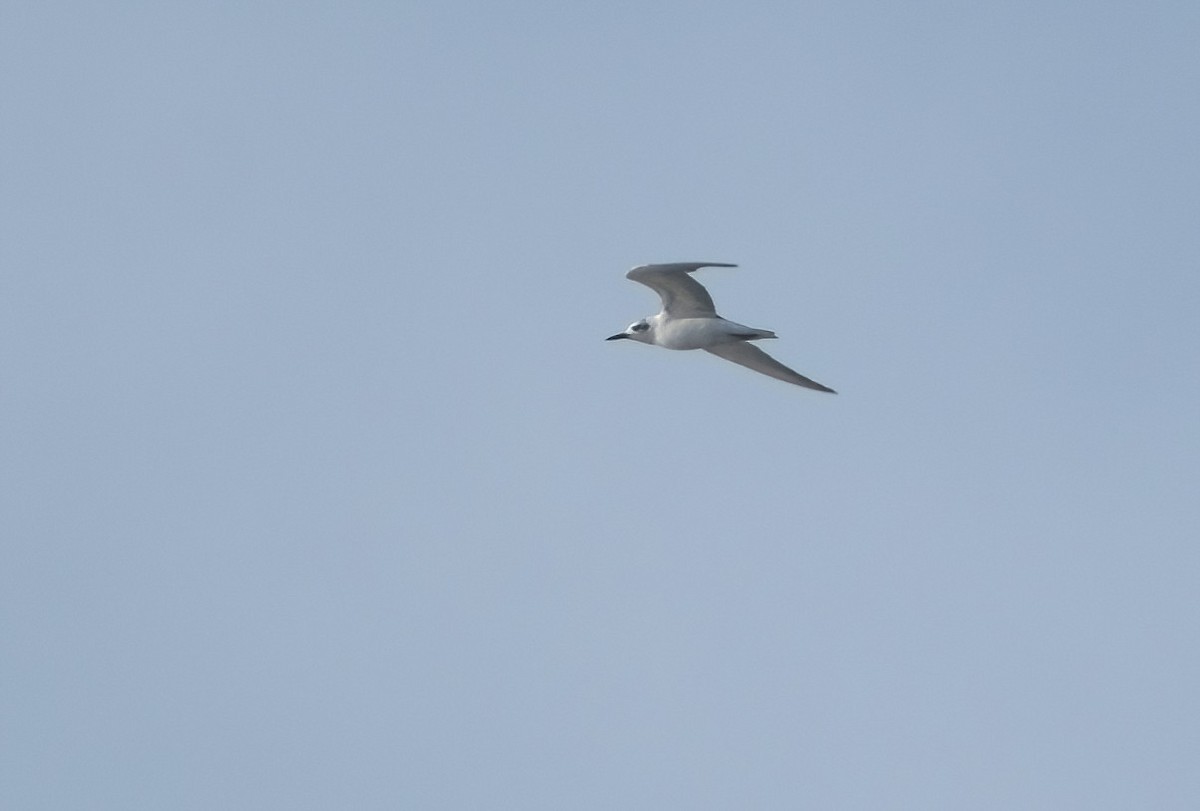 Gull-billed Tern - Ken Tay