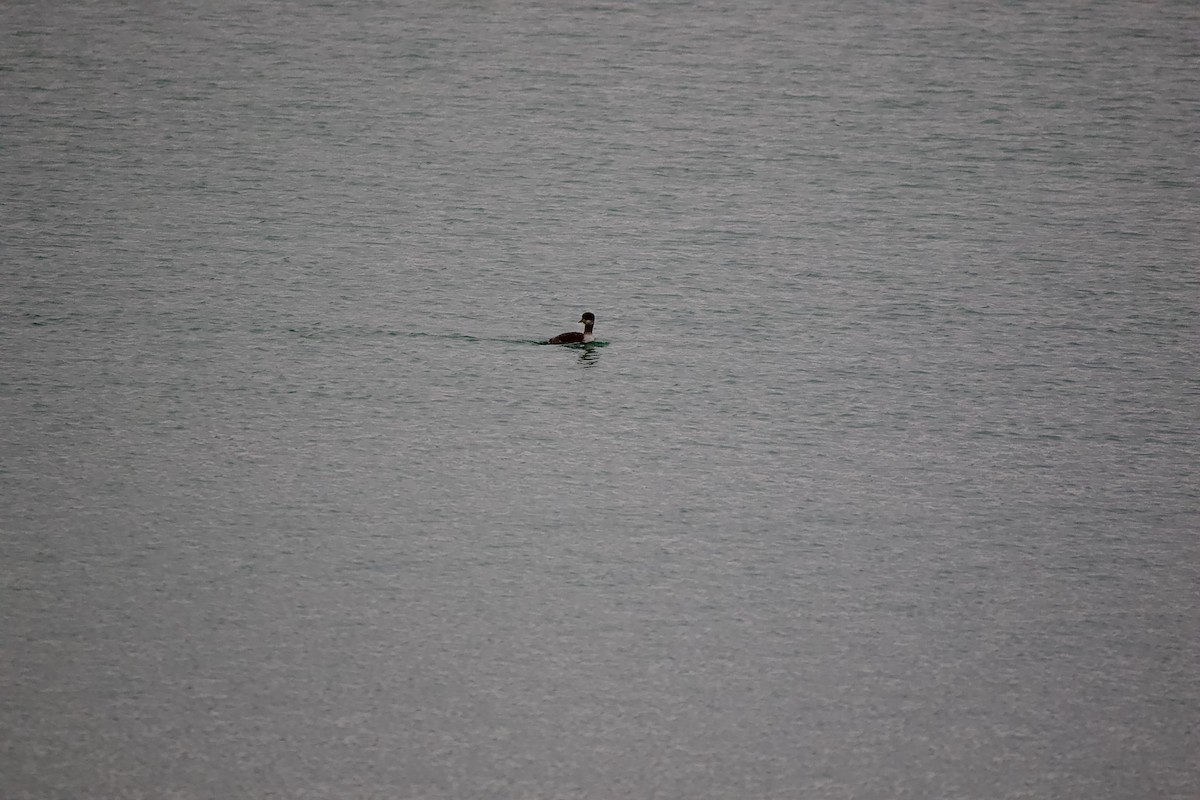Red-necked Grebe - ML612949898