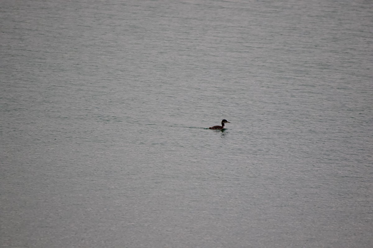 Red-necked Grebe - ML612949899