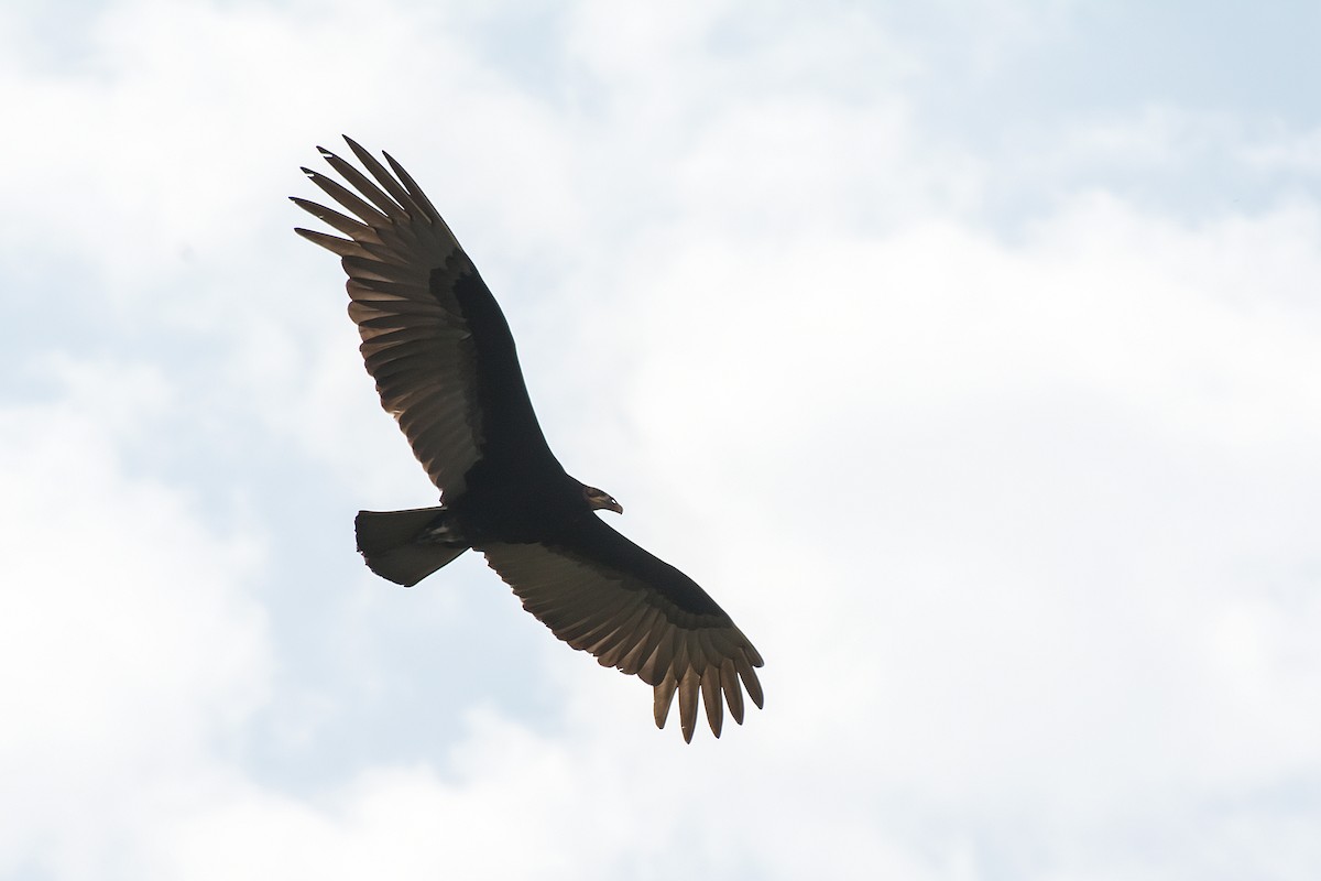 Lesser Yellow-headed Vulture - Gerardo Serra