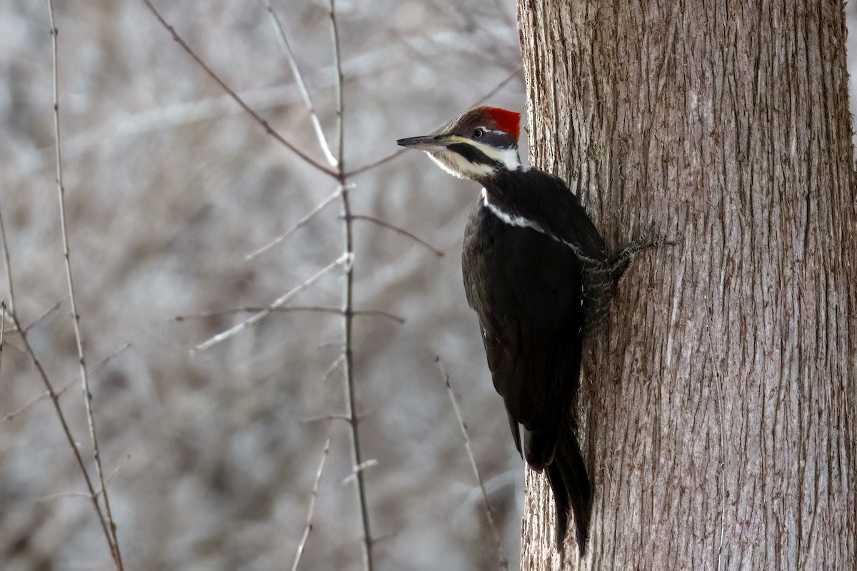 Pileated Woodpecker - ML612950026