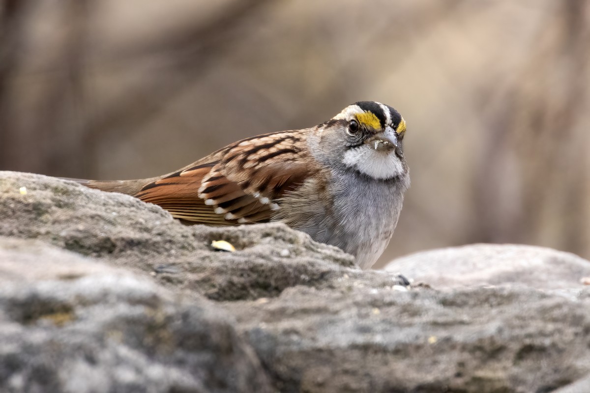 White-throated Sparrow - Al Caughey