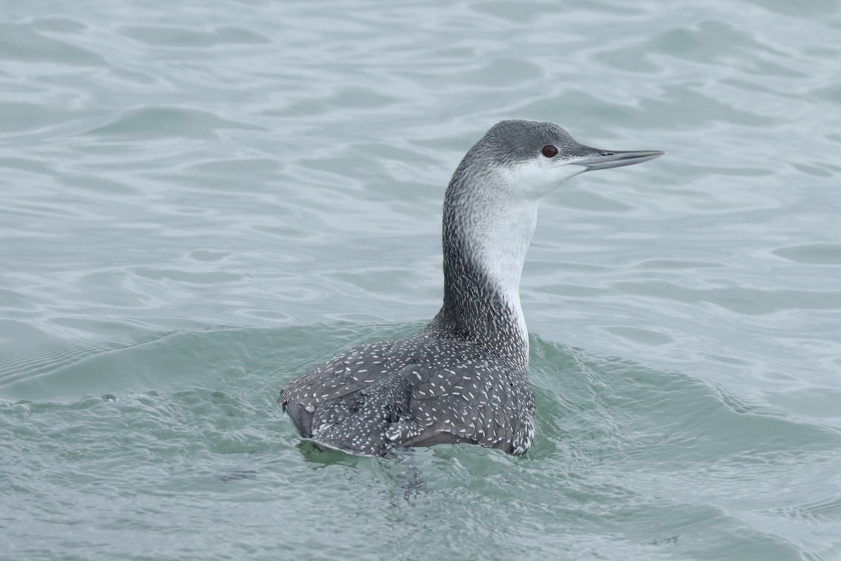 Red-throated Loon - ML612950065
