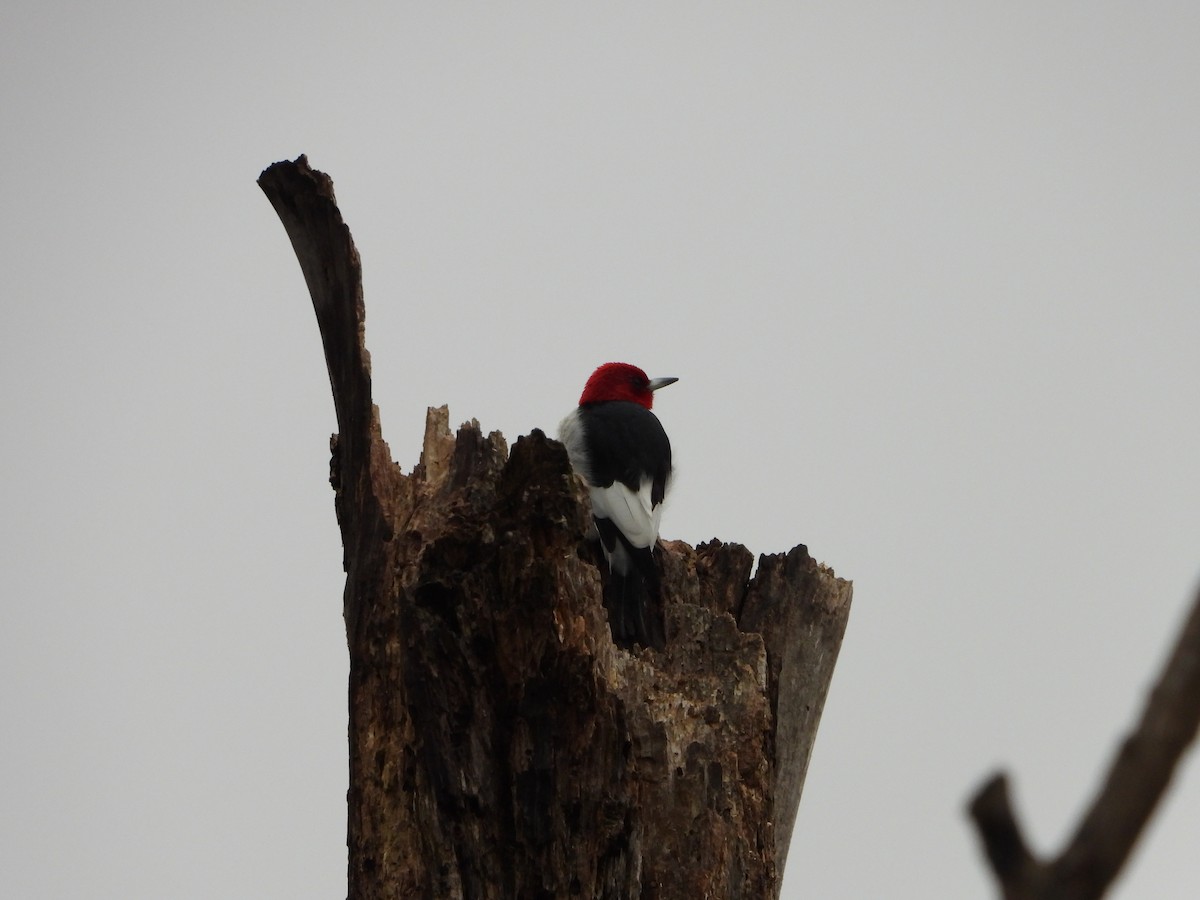 Red-headed Woodpecker - ML612950203