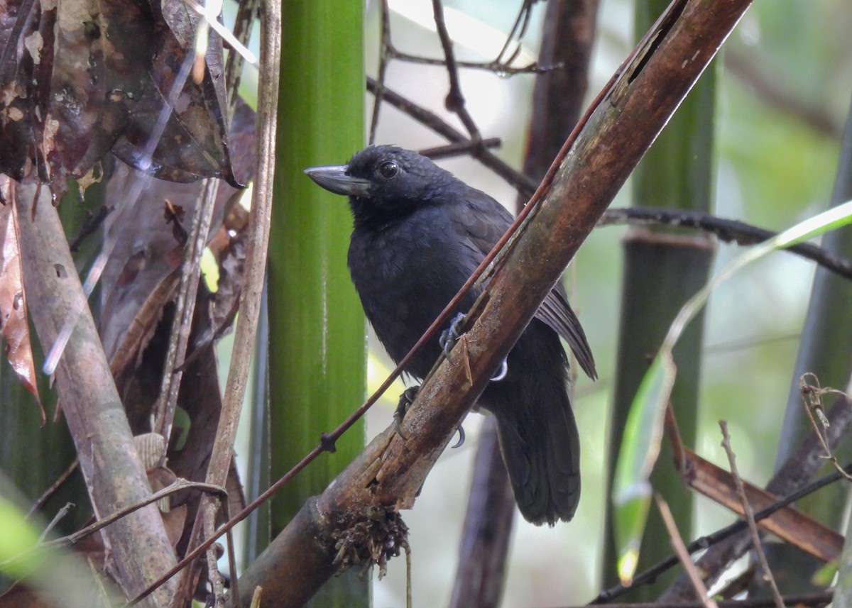 Rondonia Bushbird - ML612950277