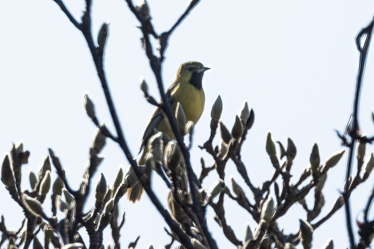 Orchard Oriole - ML612950430