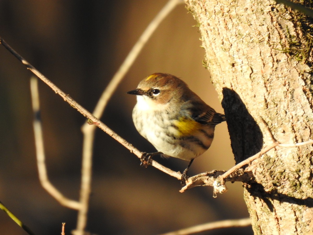 Yellow-rumped Warbler (Myrtle) - ML612950511
