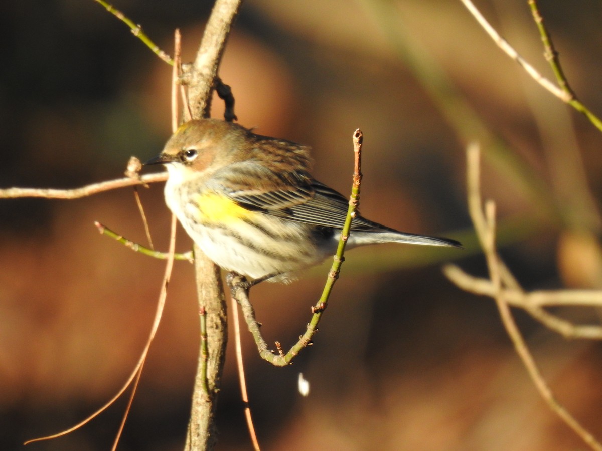 Yellow-rumped Warbler (Myrtle) - ML612950514