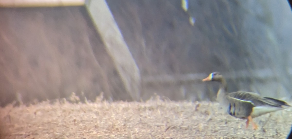 EBird Checklist 1 Jan 2024 197 School House Road Franklin Township   1200