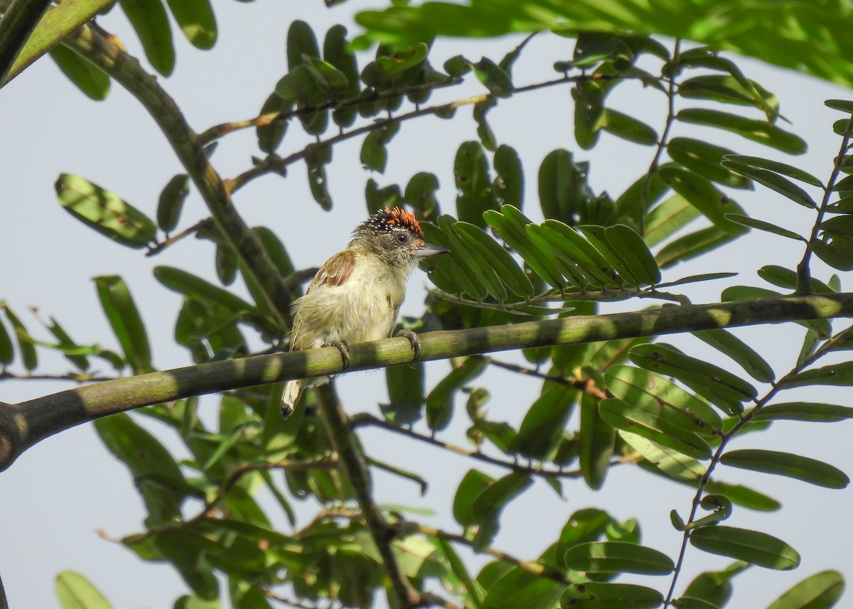Fine-barred Piculet - ML612950764