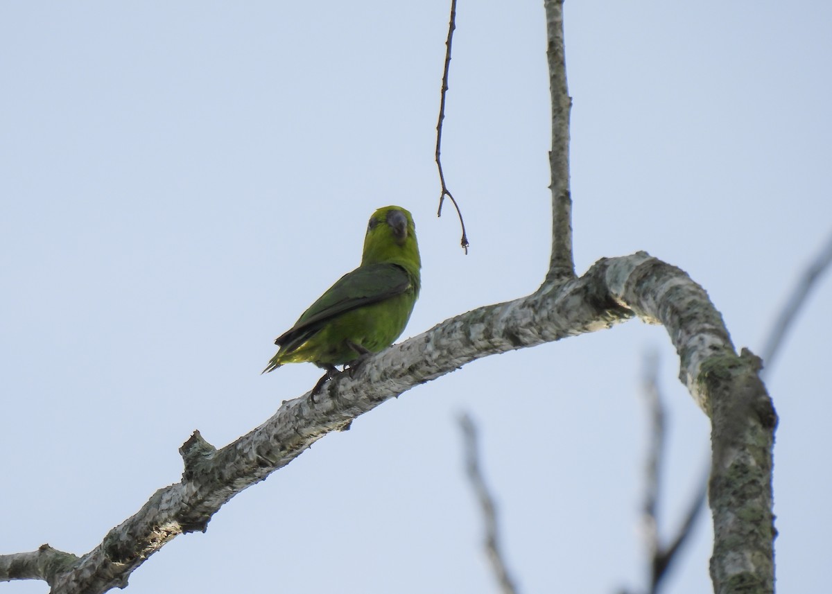 papoušíček tmavozobý (ssp. sclateri) - ML612950792