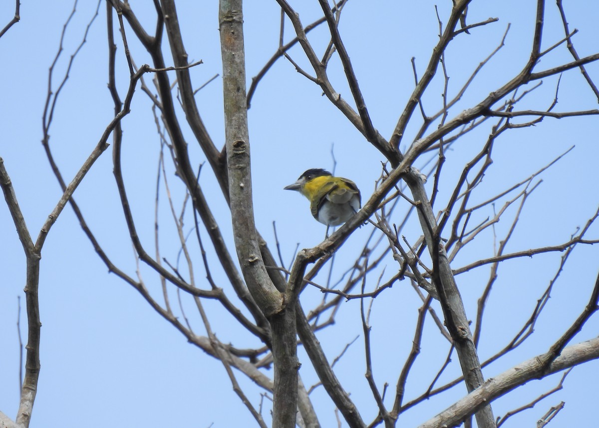 Green-backed Becard (Yellow-cheeked) - ML612950899