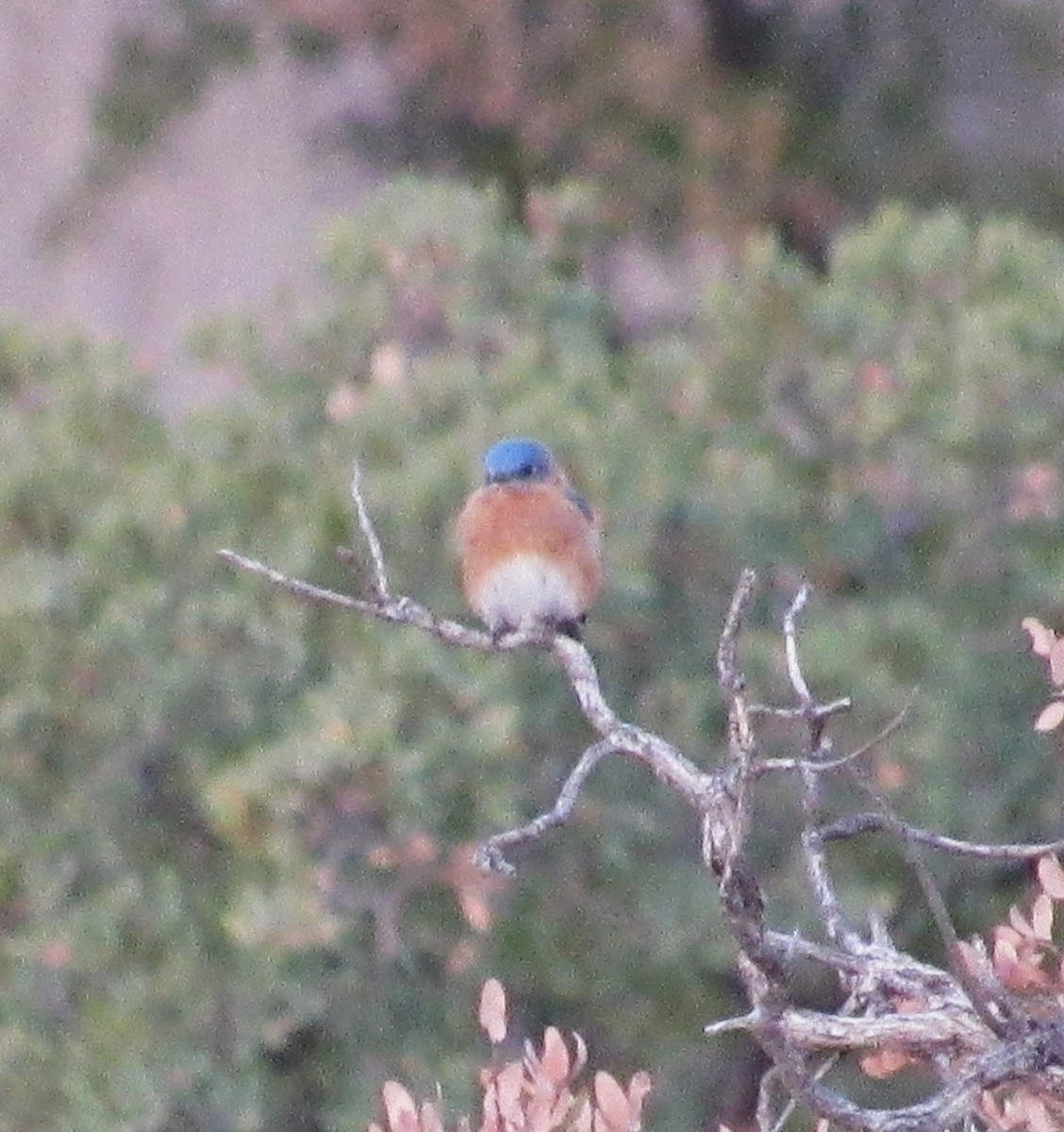 Eastern Bluebird (Mexican) - ML612951152