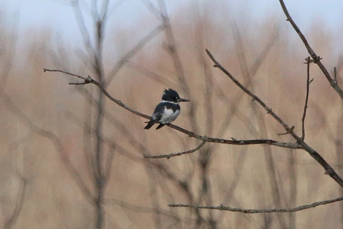 Belted Kingfisher - ML612951223