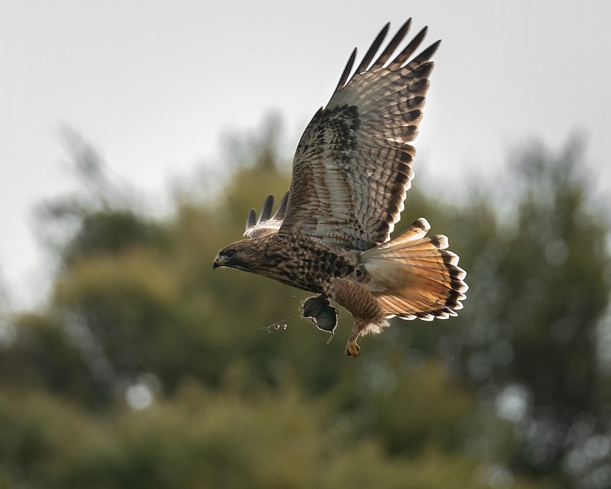 Red-tailed x Rough-legged Hawk (hybrid) - ML612951289