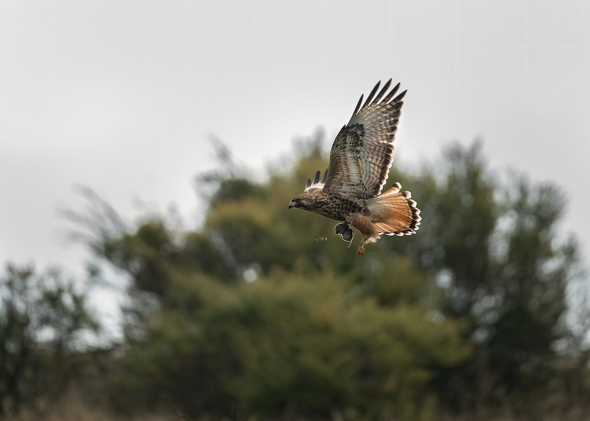 Red-tailed x Rough-legged Hawk (hybrid) - ML612951295