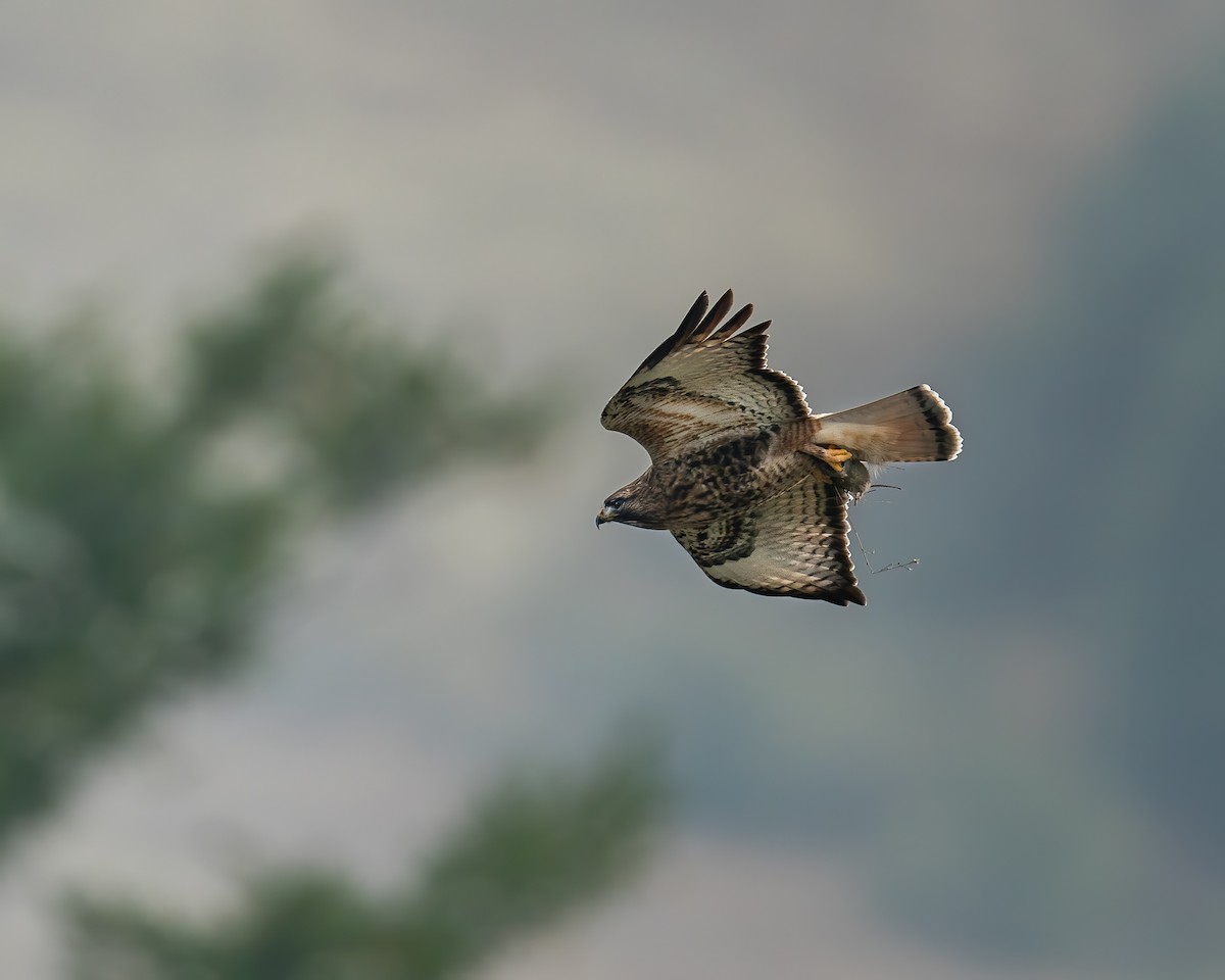 Red-tailed x Rough-legged Hawk (hybrid) - ML612951300