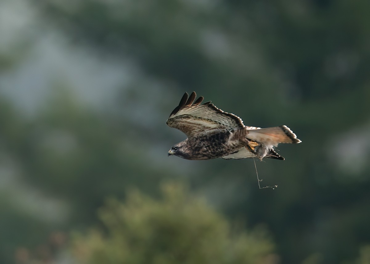 Red-tailed x Rough-legged Hawk (hybrid) - ML612951304